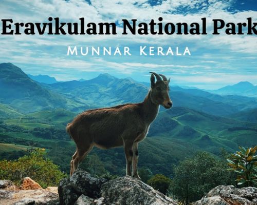 Eravikulam National Park